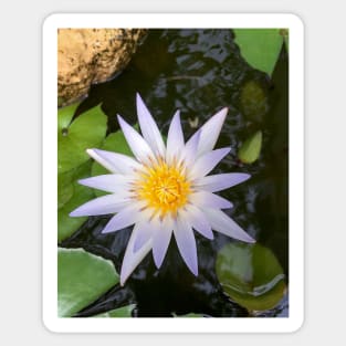 Purple-tinged water lily Sticker